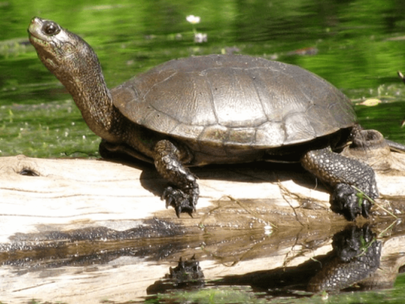 turtle-basking-on-the-river.png